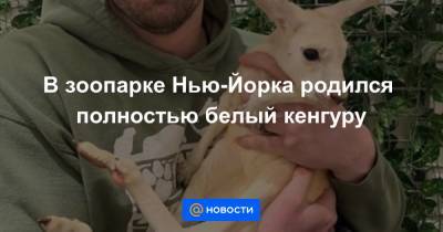 В зоопарке Нью-Йорка родился полностью белый кенгуру - news.mail.ru - Нью-Йорк - Нью-Йорк - county Park