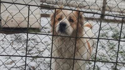 На Киевщине после закрытия колонии служебные собаки остались без работы: им ищут новых хозяев - 24tv.ua - Киев - Ирпень