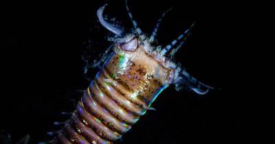 У берегов Тайваня ученые обнаружили логово гигантского червя - focus.ua - Тайвань