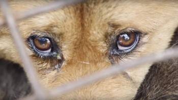 В Череповце кто-то начал травить собак - vologda-poisk.ru - Череповец