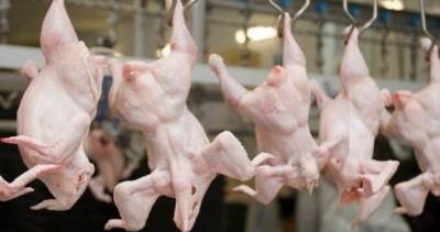 Производство мяса и яиц в Таджикистане растет, как и цены на эту продукцию - dialog.tj - Таджикистан