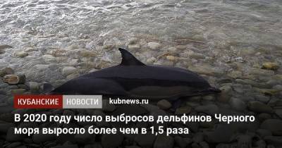 В 2020 году число выбросов дельфинов Черного моря выросло более чем в 1,5 раза - kubnews.ru - Черное Море