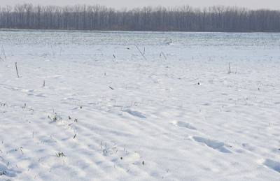 Посевы озимых могут погибнуть от мороза на Кировоградщине - agroportal.ua
