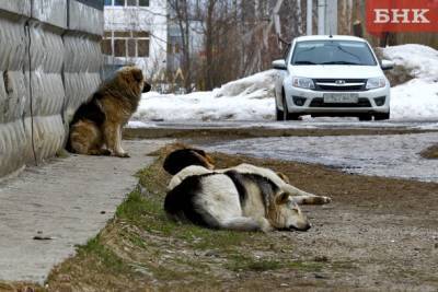 Виктор Бобыря - Магомед Османов - В Ухте предложили открыть общественные приюты для бездомных собак - bnkomi.ru - Ухты