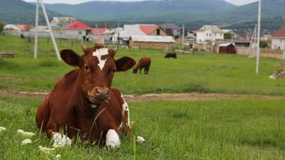 Стоимость мяса, молока и овощей может снизиться в России - politros.com