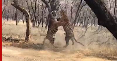 Ожесточенную схватку двух тигров сняли на видео - profile.ru - Индия
