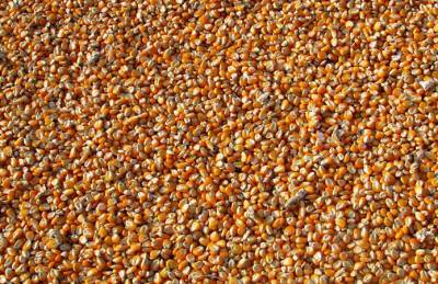 Мнение: С вопросом ограничения экспорта кукурузы стоит подождать месяц - agroportal.ua