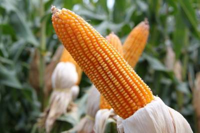 Возможное внесение кукурузы в зерновой меморандум поддерживает цены - agroportal.ua