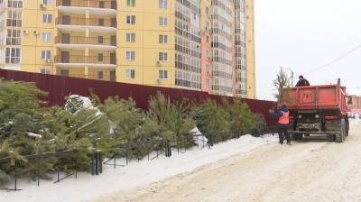 В Воронеже переработали десять грузовиков новогодних ёлок - vestivrn.ru - Воронеж