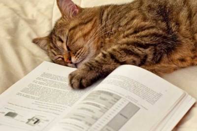 Кошка подбодрила хозяйку во время чтения и стала звездой Сети (ВИДЕО) - enovosty.com