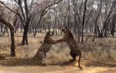 Cхватка двух тигров в Индии попала на видео - korrespondent.net - Индия
