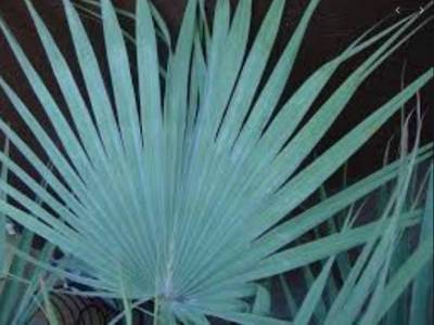 Брахея вооруженная – мексиканская голубая пальма - skuke.net
