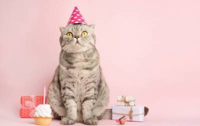День рождения кошки закончился массовой госпитализацией - korrespondent.net - New York - Чили