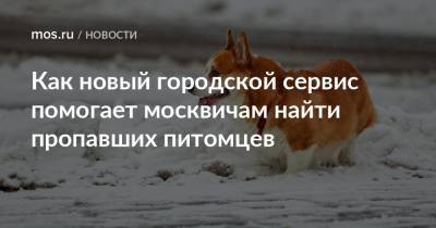 Как новый городской сервис помогает москвичам найти пропавших питомцев - mos.ru