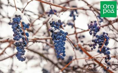 Зимостойкие сорта винограда – российские и американские - skuke.net