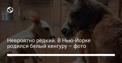 Невроятно редкий. В Нью-Йорке родился белый кенгуру – фото - liga.net - Нью-Йорк