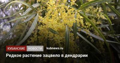 Редкое растение зацвело в дендрарии - kubnews.ru - Сочи