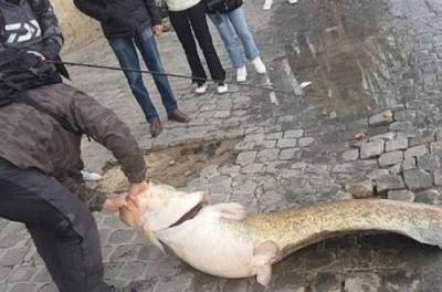 Чудовище из Сены: возле Лувра в Париже поймали огромную рыбу. ФОТО, ВИДЕО - from-ua.com - Париж