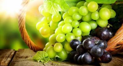 Агро - Рекордный урожай винограда: какие составляющие определяют хороший результат - 24tv.ua - Одесса - Виноград