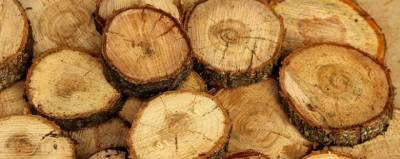 Американские ученые вырастили древесину в пробирке - runews24.ru