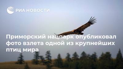 Приморский нацпарк опубликовал фото взлета одной из крупнейших птиц мира - ria.ru - Москва - Приморье край