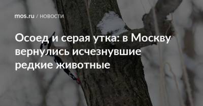 Осоед и серая утка: в Москву вернулись исчезнувшие редкие животные - mos.ru - Москва