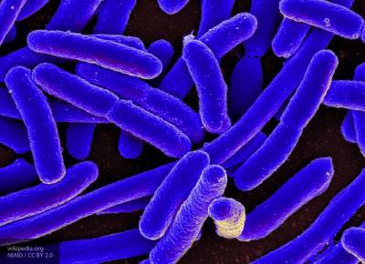 Бактерии приобретают устойчивость к антибиотикам быстрее, чем считалось - newinform.com - Швеция