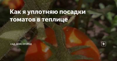 Как я уплотняю посадки томатов в теплице - skuke.net