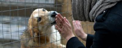 В Иркутске начался сбор макулатуры в поддержку приютов для собак - runews24.ru - Иркутск - округ Ленинский