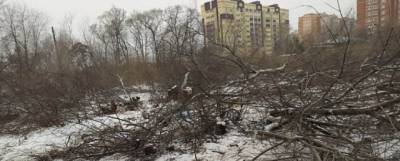 В Благовещенске неизвестные вырубили деревья в Левашовской роще - runews24.ru - Благовещенск