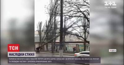 Деревопад в Одессе: падение большого тополя попало на видео очевидцев - tsn.ua - Одесса - Новости Одессы