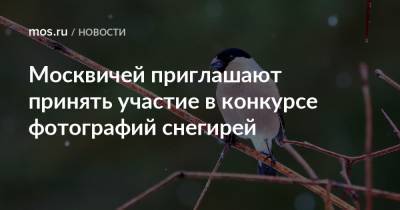 Москвичей приглашают принять участие в конкурсе фотографий снегирей - mos.ru