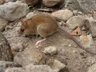 Ученые опасались, что извержение 1991 года погубило редкий вид мышей. Однако мыши по-прежнему живут на склонах вулкана - polit.ru - Филиппины - Юта