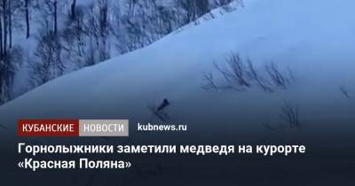 Александр Ильин - Горнолыжники заметили медведя на курорте «Красная Поляна» - kubnews.ru - Сочи