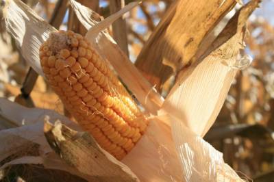 Китай утроил закупку украинской кукурузы - agroportal.ua - Китай - Египет