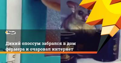 Дикий опоссум забрался в дом фермера и очаровал интернет - ridus.ru - Австралия