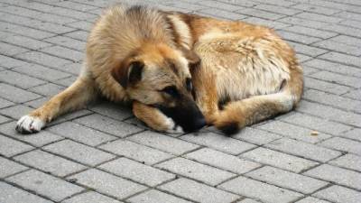 Александр Беглов - Петербург намерен создать два госприюта для бездомных животных - delovoe.tv - Санкт-Петербург - Петербург