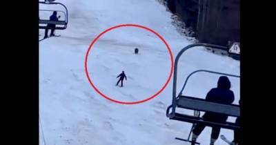 На горнолыжном курорте в Румынии медведь устроил погоню за лыжником (видео) - focus.ua - Румыния