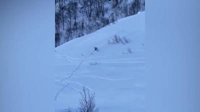 В Сочи медведь вышел к лыжным трассам на Красной поляне - piter.tv - Сочи - Румыния