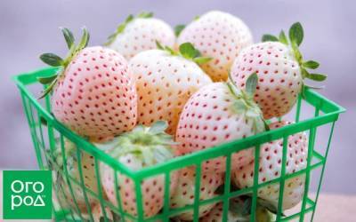 Лучшие сорта белой земляники – порадуйте детей необычными ягодами - skuke.net