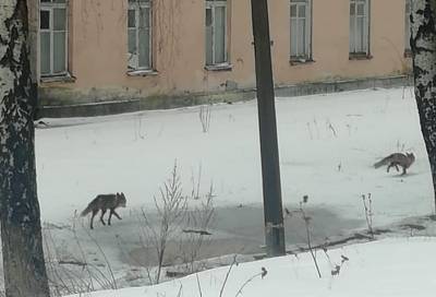 Жителей Выборга предупредили о диких лисах в поисках пищи - online47.ru - Ленинградская обл. - Санкт-Петербург - Выборг