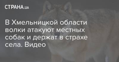 В Хмельницкой области волки атакуют местных собак и держат в страхе села. Видео - strana.ua - Хмельницкая обл.