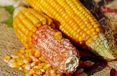 Кукурузу внесли в зерновой меморандум: определен предельный объем экспорта - agroportal.ua