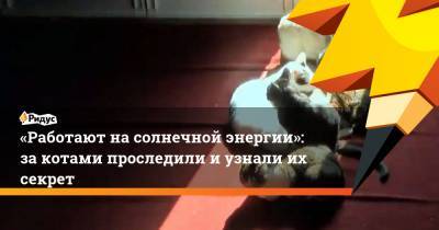 Серафим Саровский - «Работают на солнечной энергии»: за котами проследили и узнали их секрет - ridus.ru