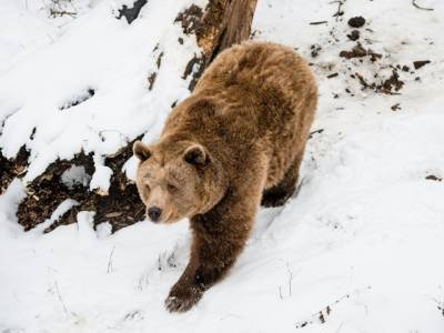 На горнолыжном курорте в Румынии медведь попытался догнать спускающегося лыжника (ВИДЕО) - enovosty.com - Румыния