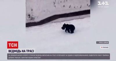 Незваный гость на курорте в Румынии: лыжной трассой разгуливал медведь - tsn.ua - Румыния