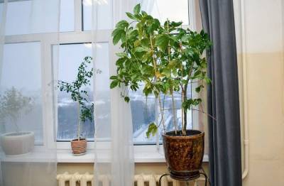 «Подружатся» ли комнатные растения с увлажнителем воздуха? - skuke.net - Красноуральск