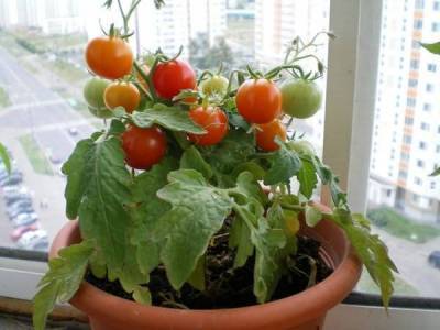 Лучшие сорта томатов для подоконника или балкона (лоджии): топ-17 комнатных помидоров - skuke.net