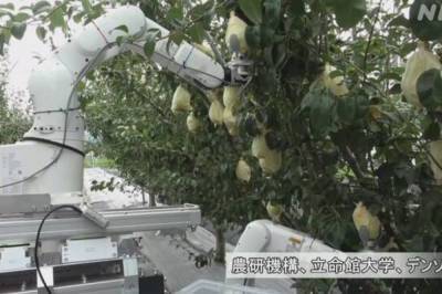 В Японии создали робота, который может собрать яблоки за 11 секунд - zik.ua - Япония