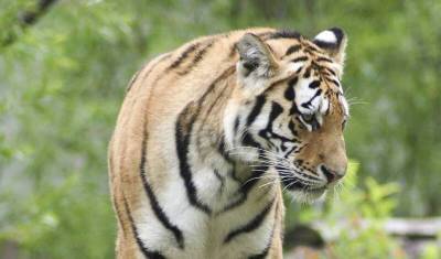 В шведском зоопарке усыпили заболевшую коронавирусом тигрицу - newizv.ru - USA - штат Кентукки - Луисвилл